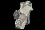 Hyracodon (Running Rhino) Jaw Section - South Dakota #99553-1